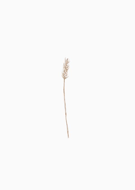 Kaart met illustratie van tarwe naturel.